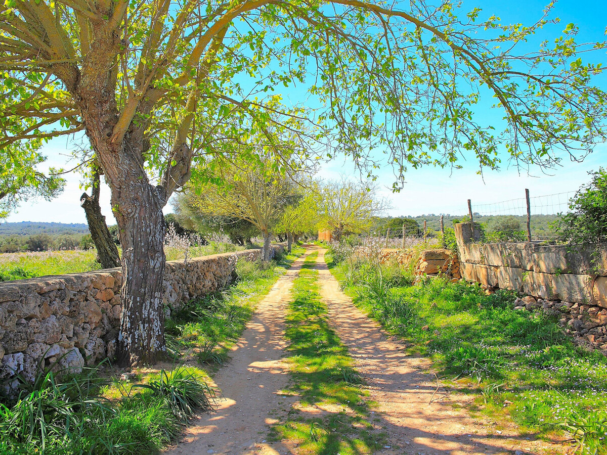Finca Majorquine avec animaux et piscine 4x8m - Photo 25