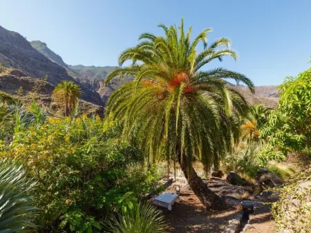 Studio avec jardin et vue Tamadaba à Agaete : photo 16