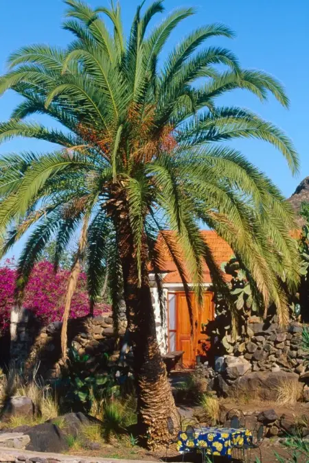 Studio avec jardin et vue Tamadaba à Agaete : photo 18