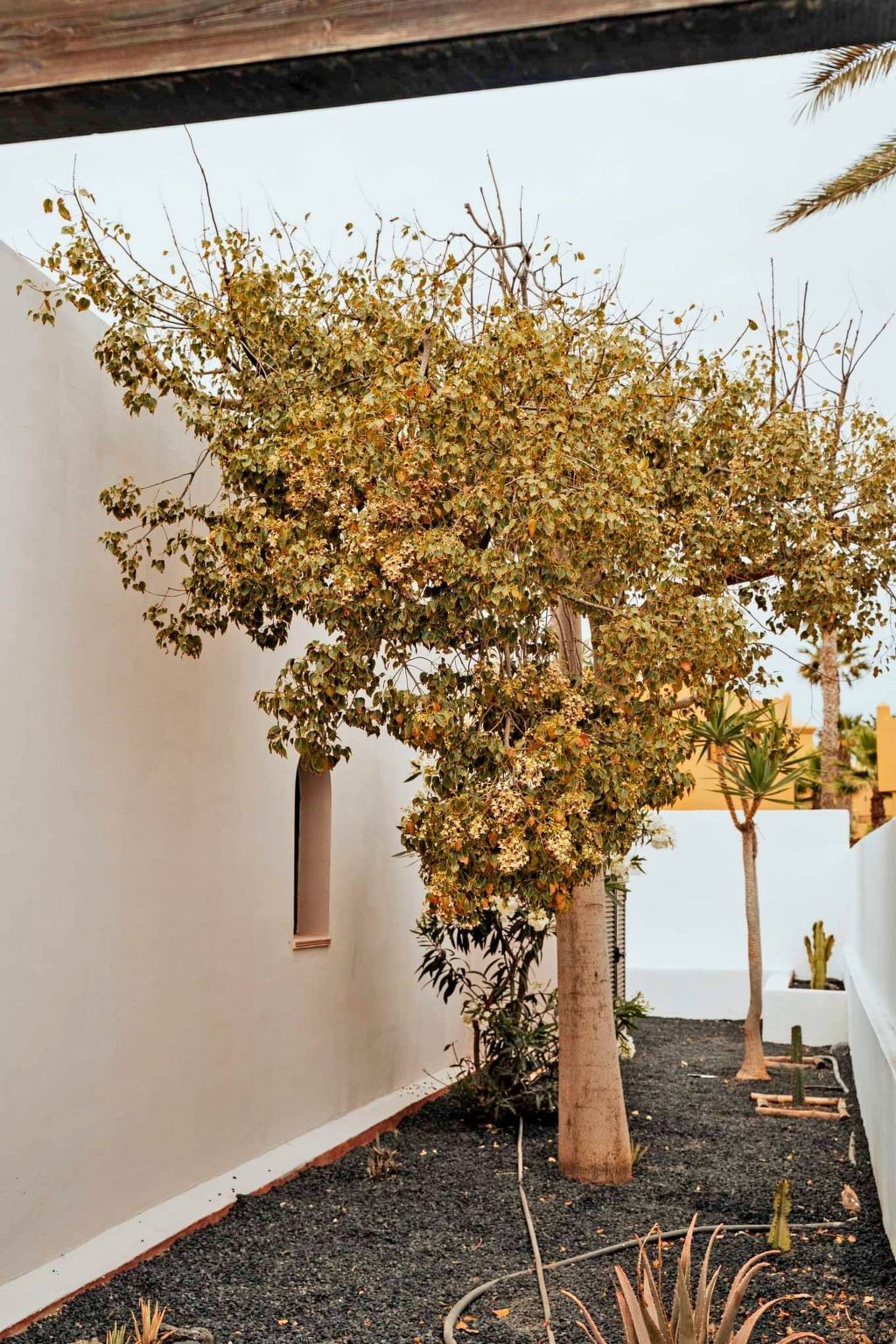 Maison 6 pers. avec piscine chauffée à Corralejo - Photo 39