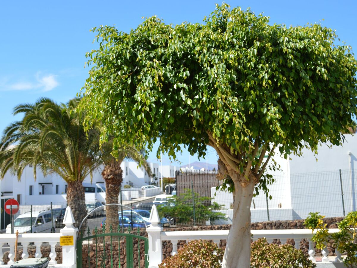 Lava Teneguia - Appartement 2 chambres avec jardin à Puerto del Carmen - Photo 30