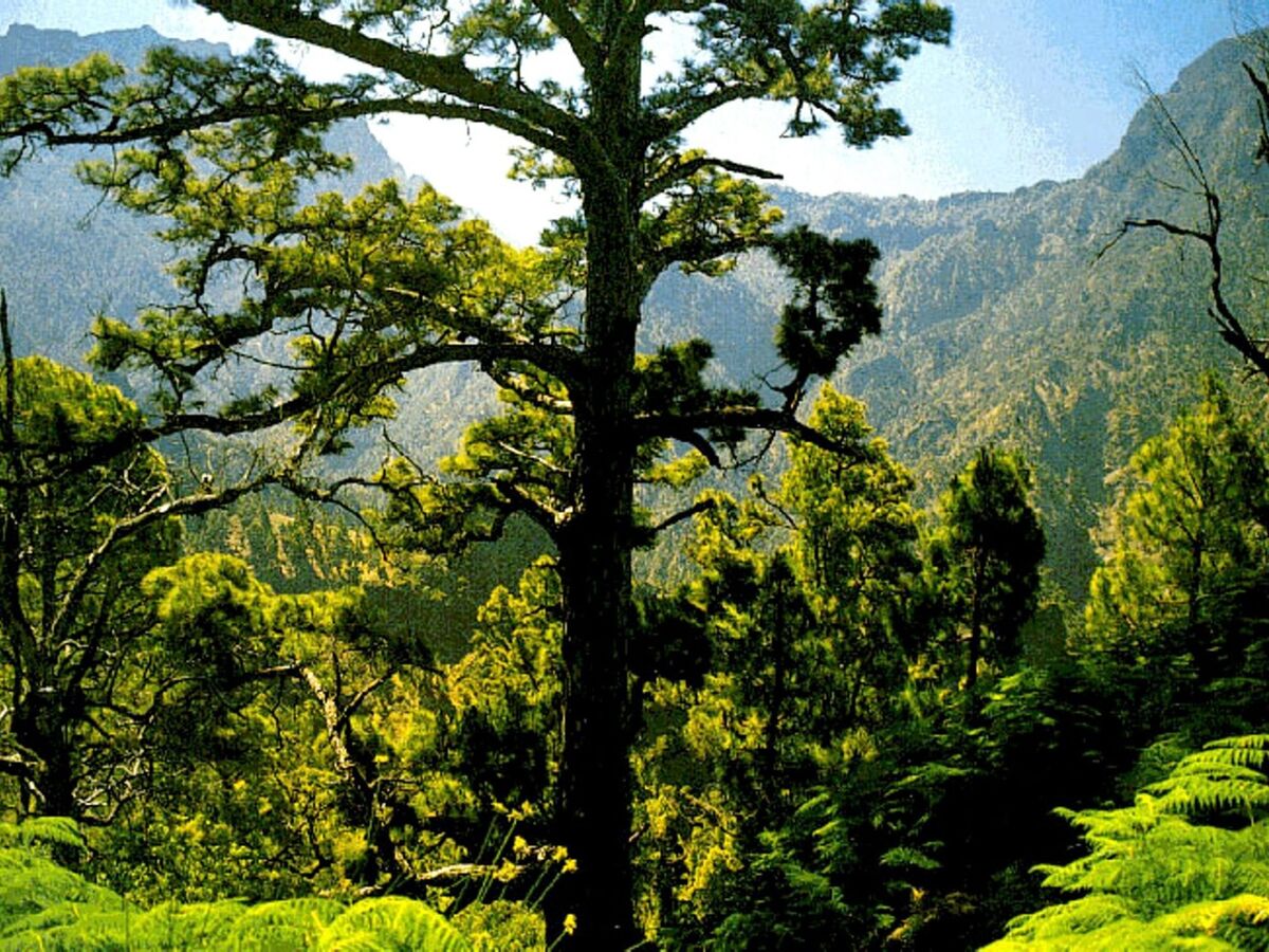 Villa panoramique La Palma, 6 pers., vue océan - Photo 35