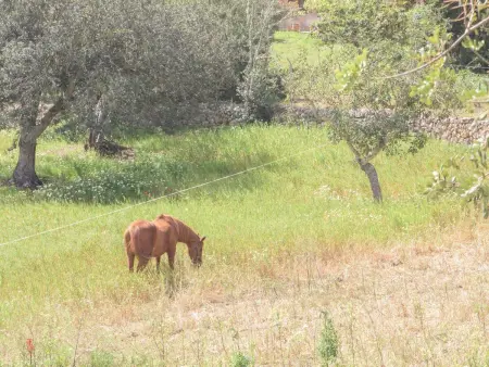 Batlet, Maison 6 personnes à Cala d'Or - Photo 23