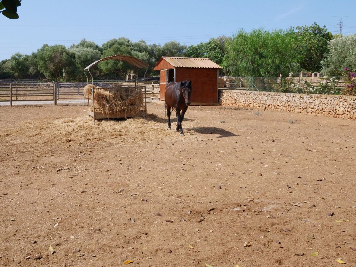 Finca Tort – Maison 12 pers., piscine et chevaux - Photo 14