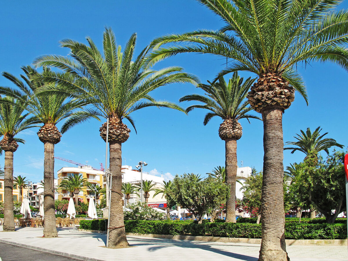 Tanca Nova – Finca traditionnelle 8 pers. avec piscine - Photo 22