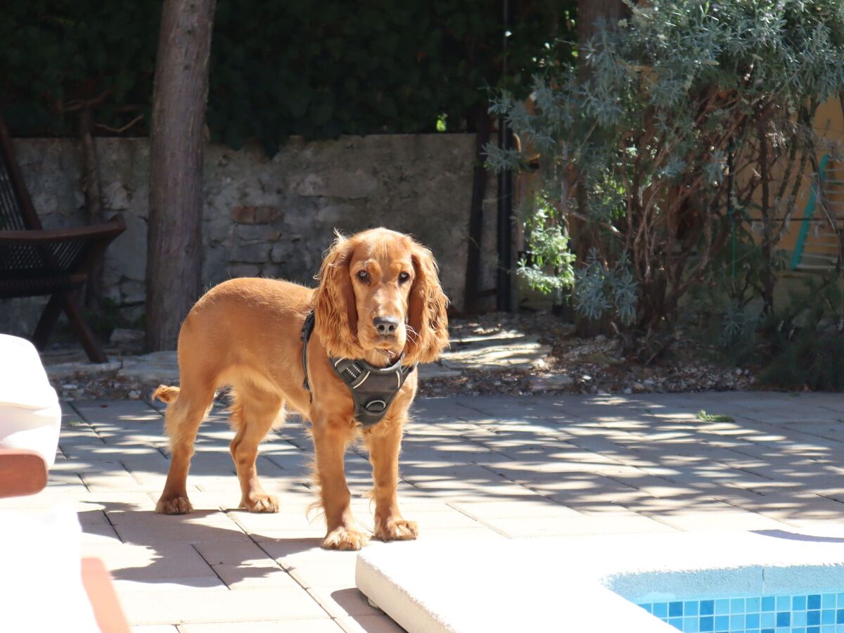Art House Rovinj – Maison 8 pers. piscine privée - Photo 33