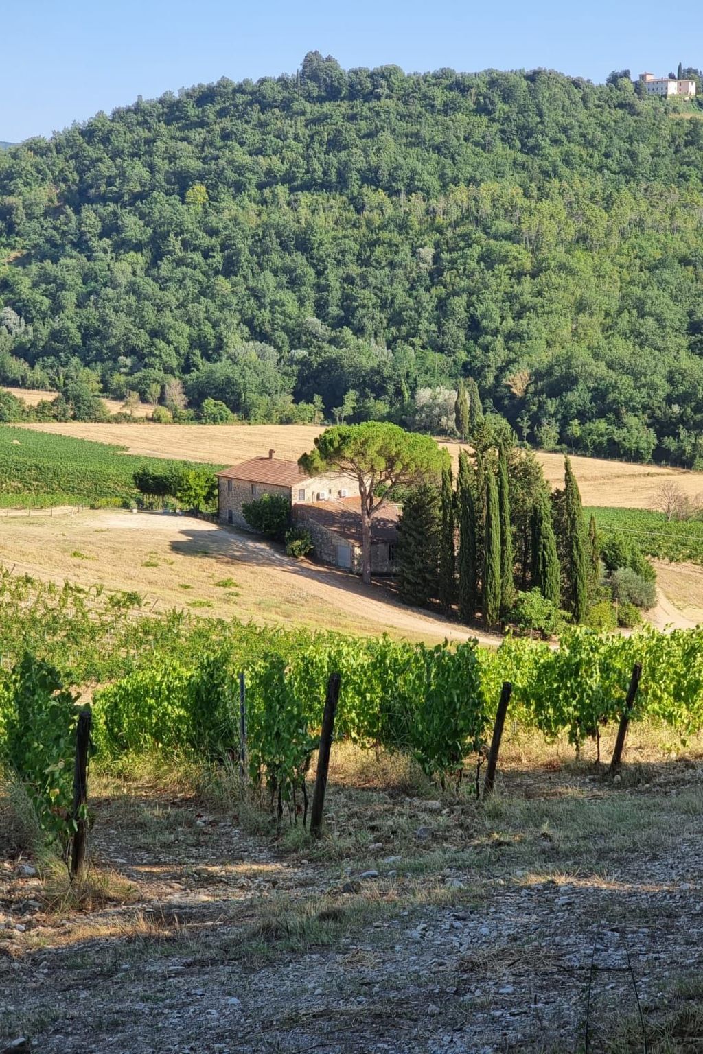 Villa Acquapietra : ferme toscane 7 chambres, piscine et vignobles - Photo 6