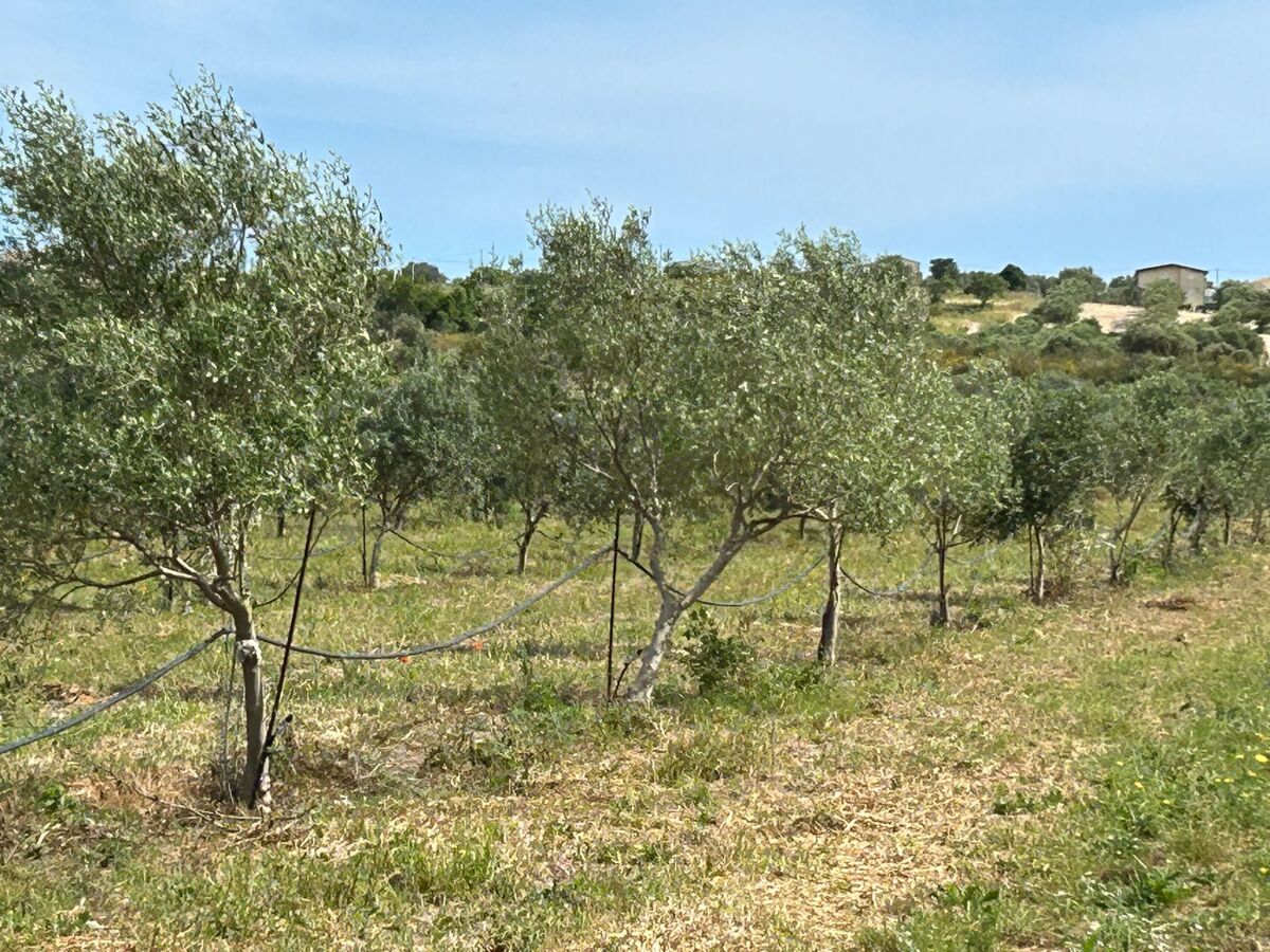 Appartement Ulivo à Noto, Sicile – 4 pers., terrasse - Photo 23
