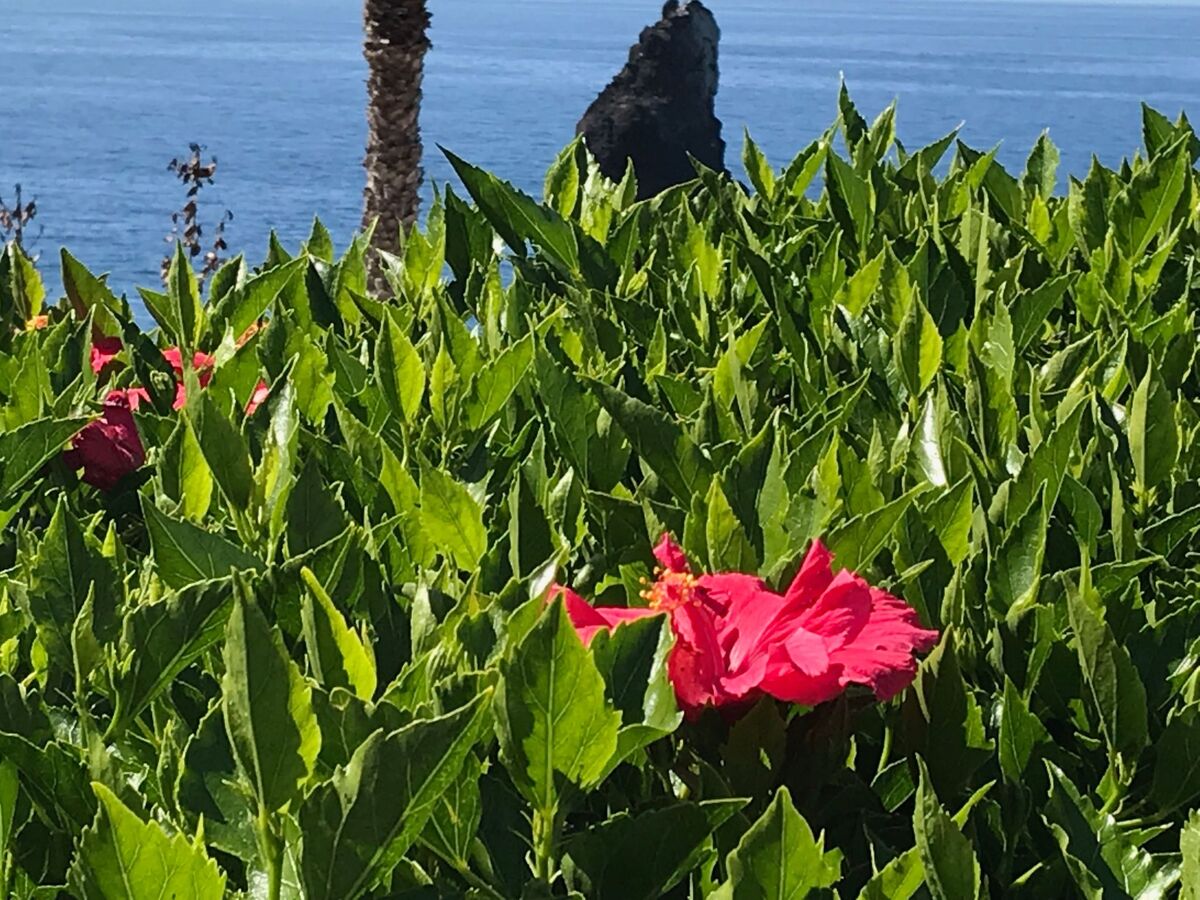 Appartement vue mer à Funchal, 6e étage avec piscine - Photo 27