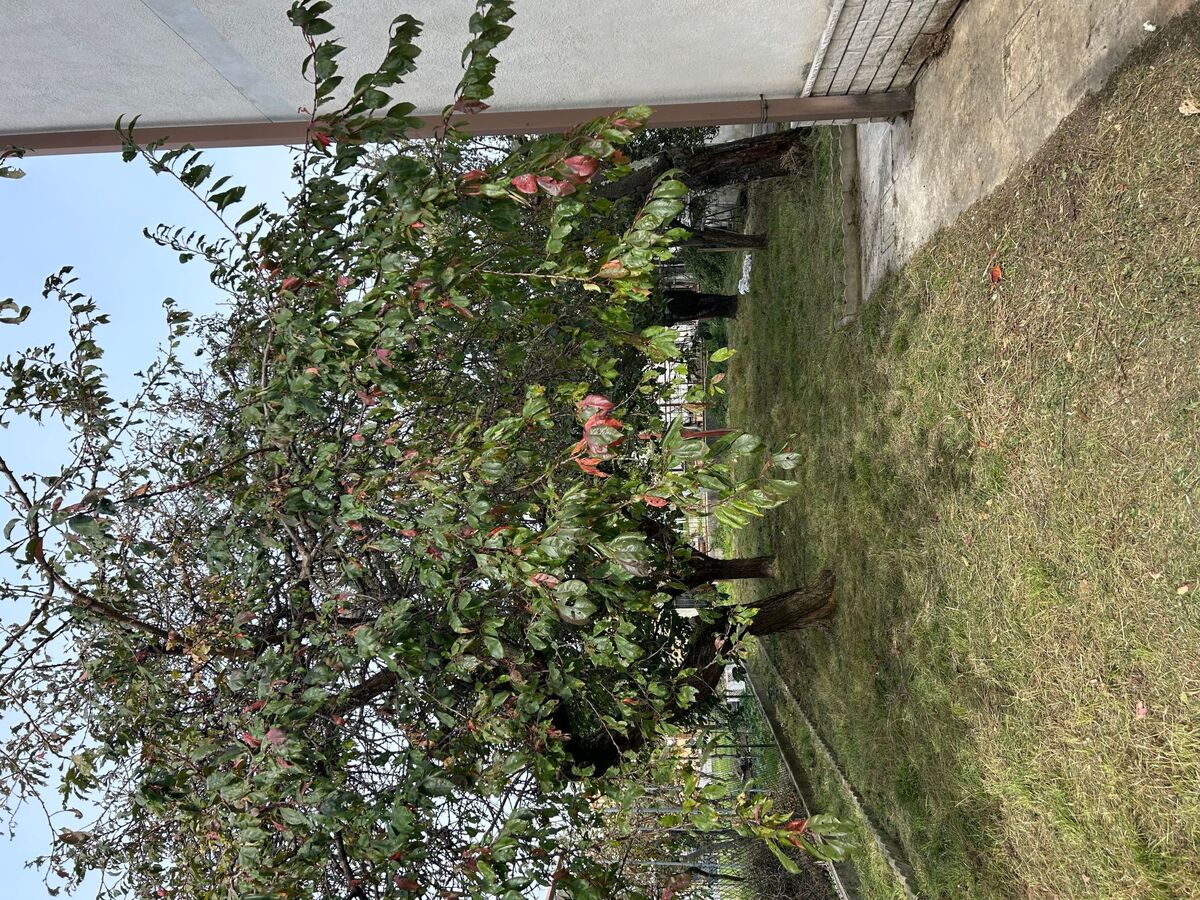 Maison 5 chambres Monfalcone, 9 personnes, jardin - Photo 22