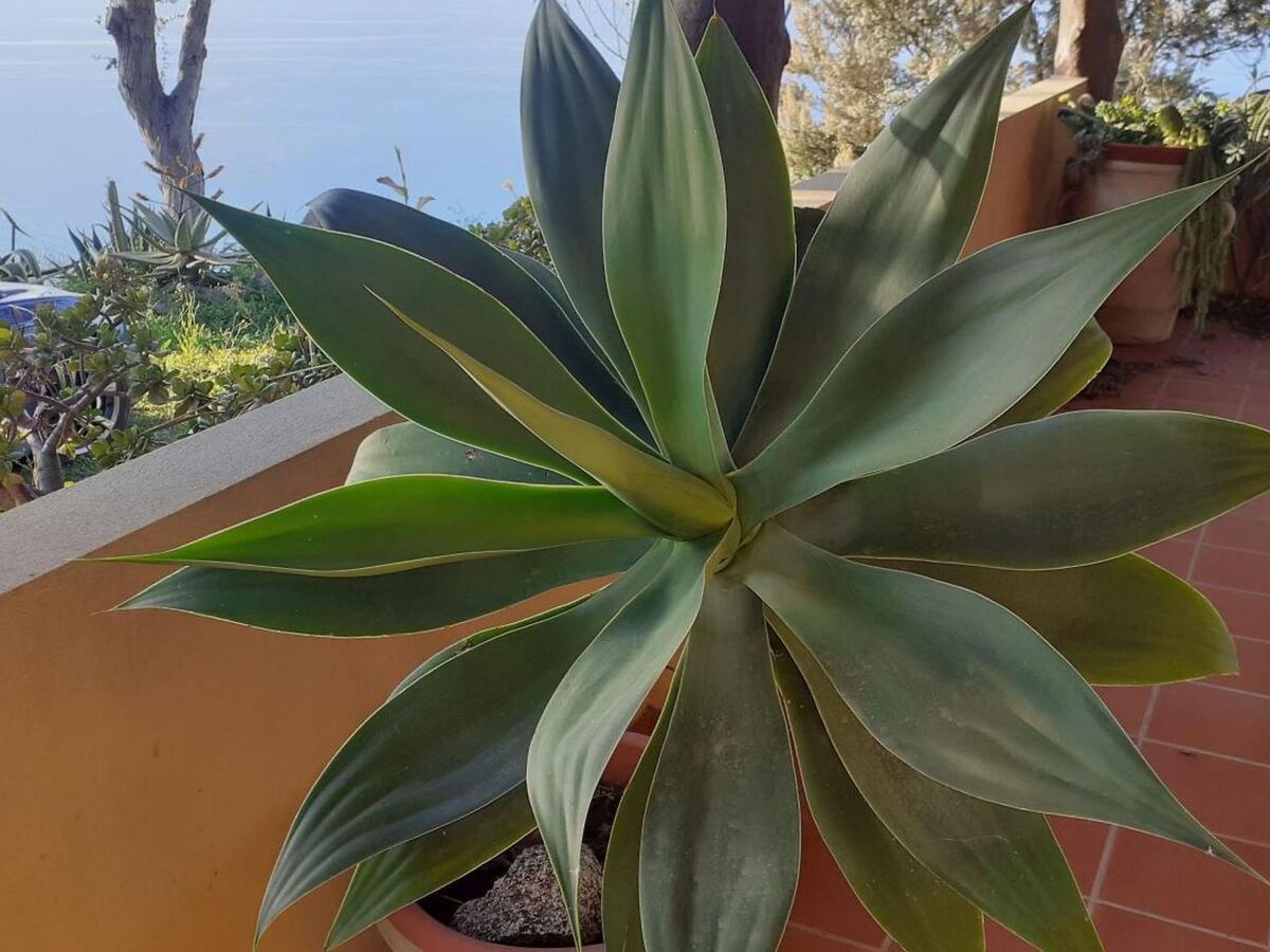 Appartement 6 pers. à Zambrone avec jardin clos et plage à 1,5 km - Photo 35