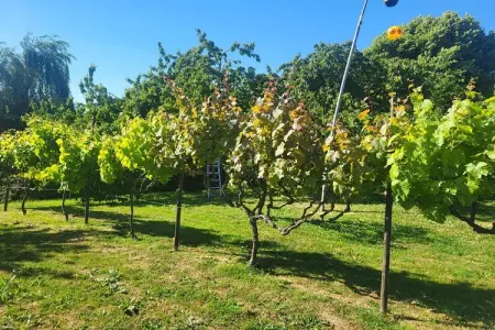 Le Petit Châtelier, maison 8 personnes sur Loire : photo 35