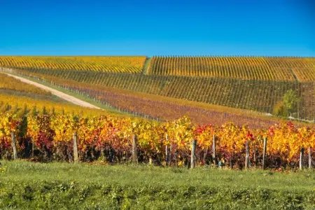 Gîte Les Charmes, maison 6 pers. vignobles Sancerre : photo 12