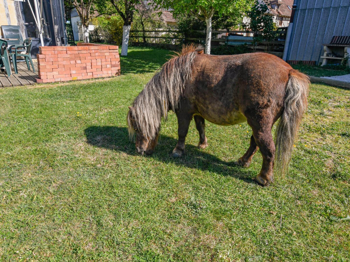 La Maison de Papy - Gîte 6 pers. avec poneys à Courteranges - Photo 21