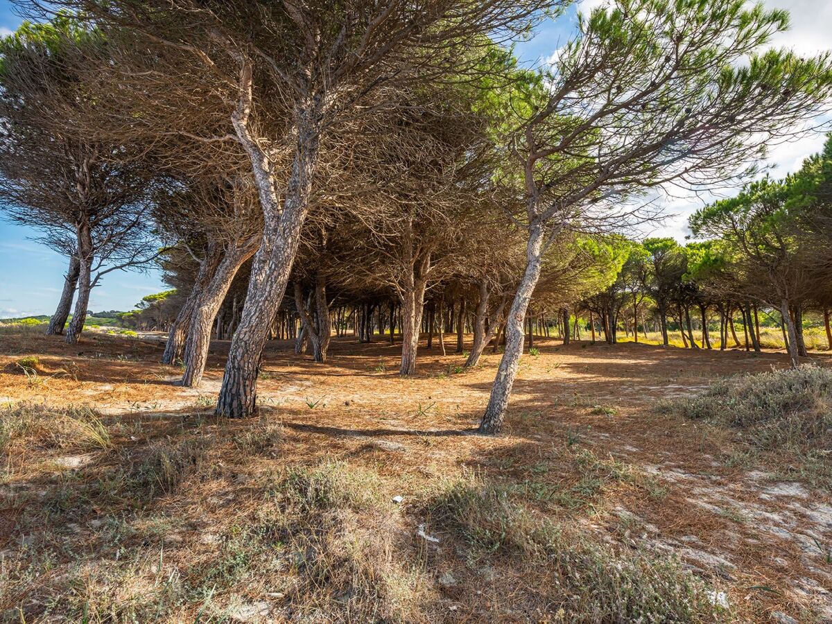 Pompia, appartement 7 pers. à La Caletta - Photo 23