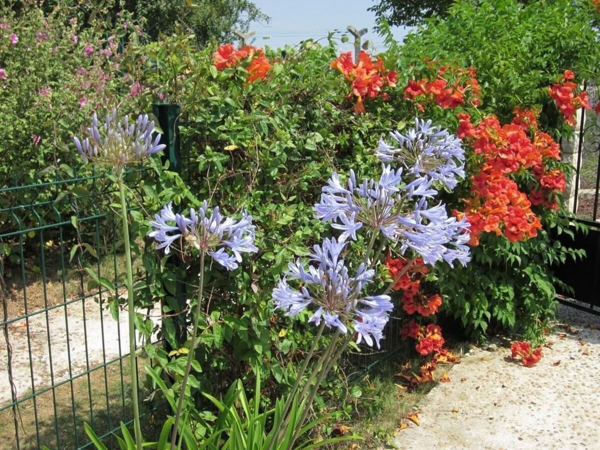 Maison L'Ecurie à Jonzac : jardin clos et terrasse - Photo 16