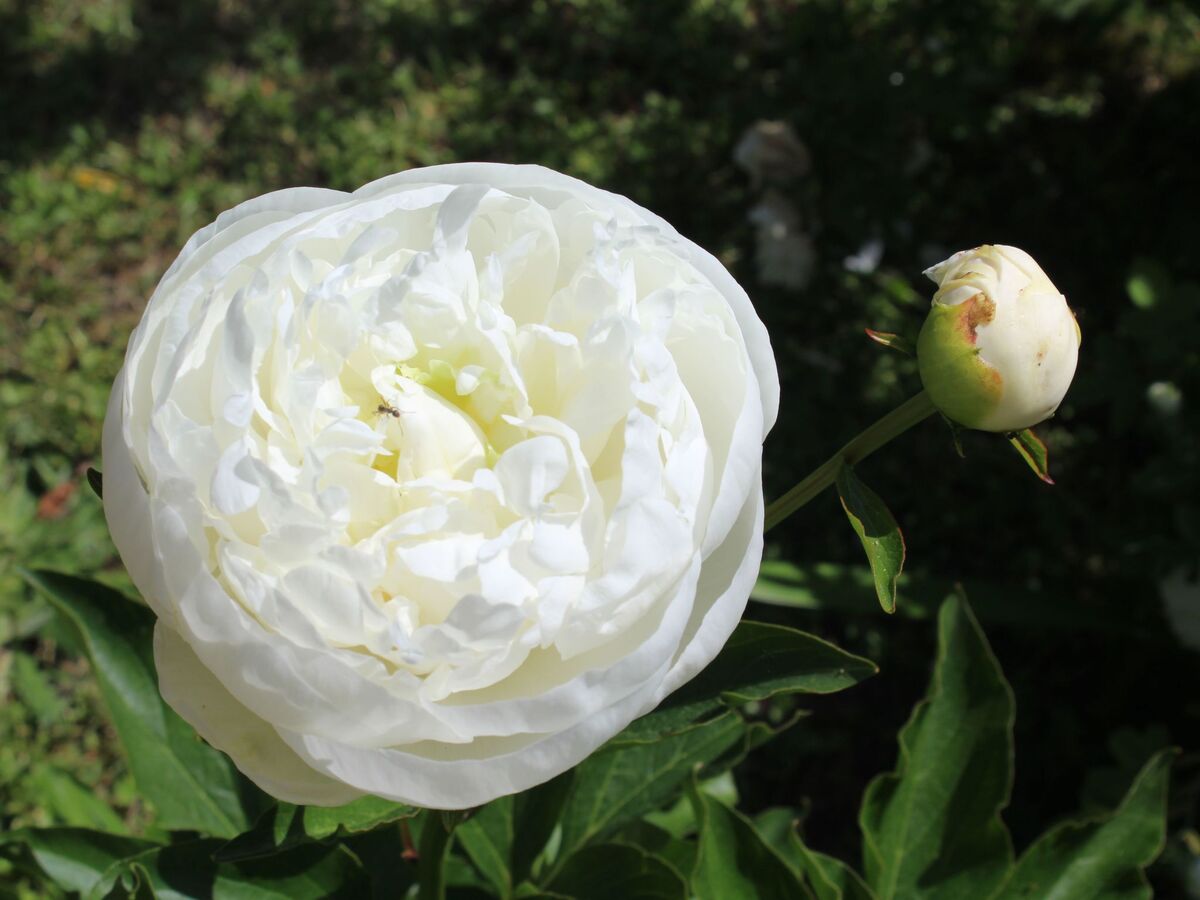 Maison L'Ecurie à Jonzac : jardin clos et terrasse - Photo 38