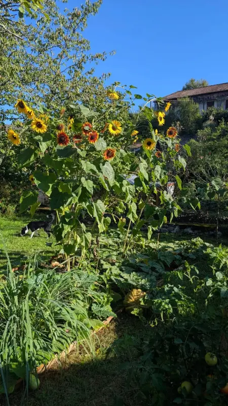 Maison indépendante près d'Izaut-de-l'Hôtel avec jardin - Photo 50