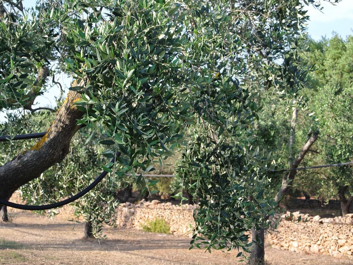 Trullo Villetti Trullissimo à Campomarino - Photo 23