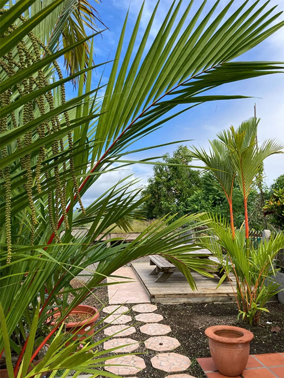 Villa 4 chambres avec piscine privée à Ducos - Photo 14