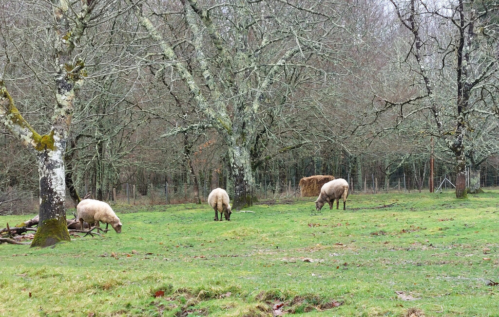 Maison de caractère 19ème siècle, 10 000 m² de terrain - Photo 10