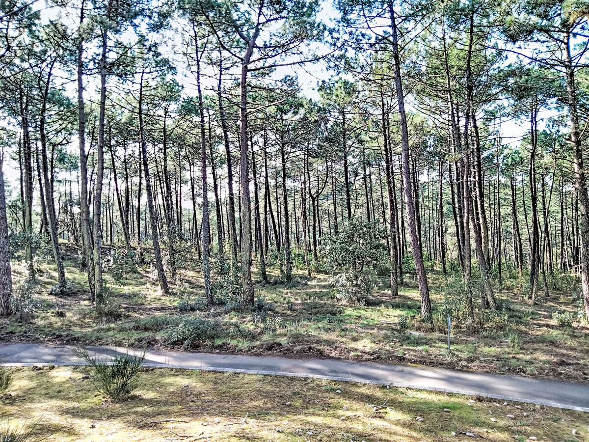 Les Grands Pins - Appartement 2 pièces vue forêt - Photo 21