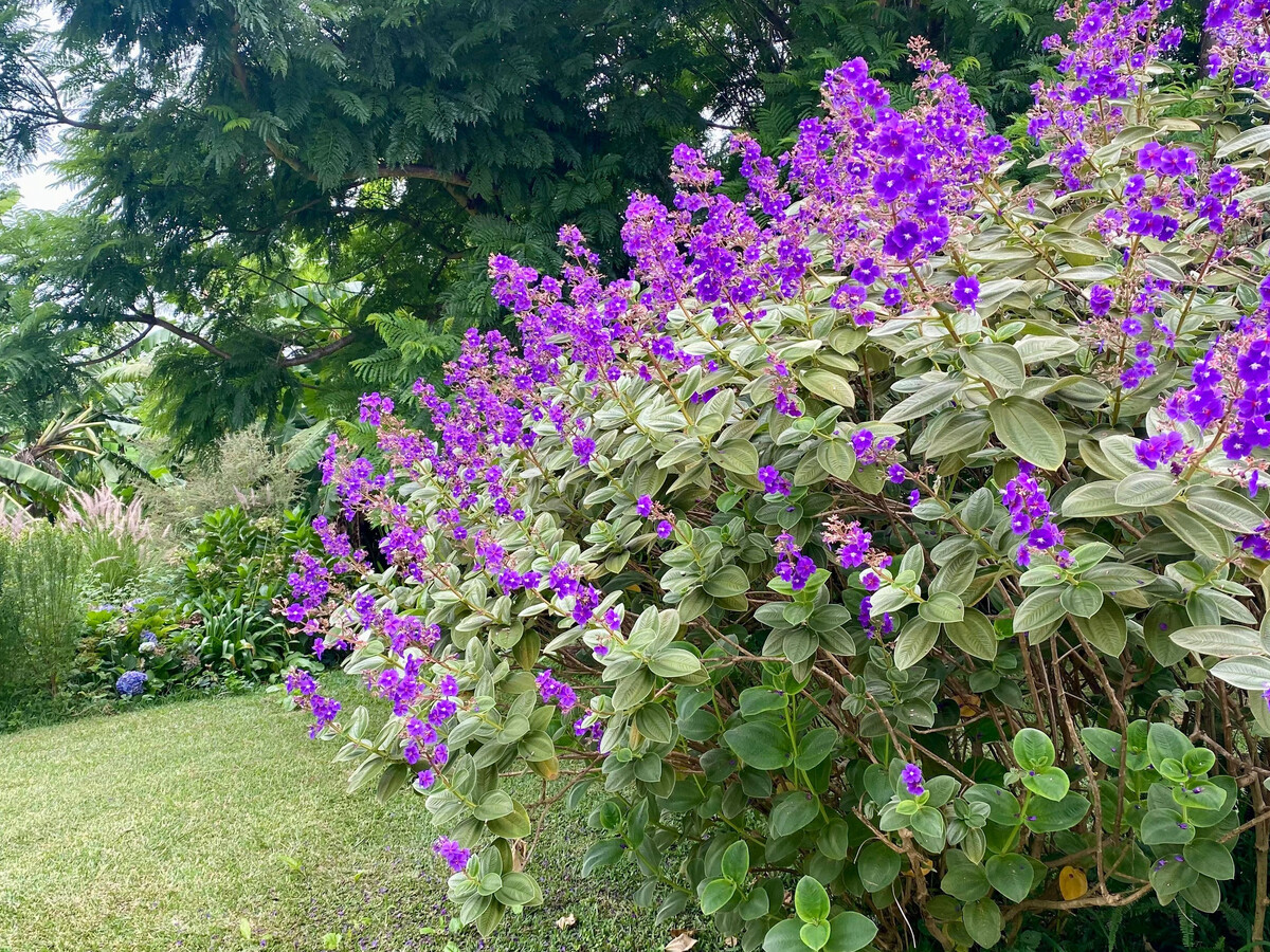 Le Tibouchina, gîte à la ferme avec vue montagne - Photo 28