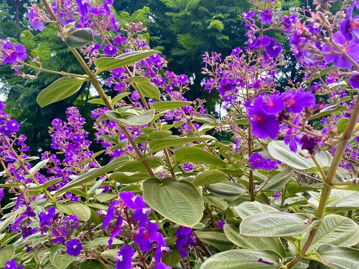 Le Tibouchina, gîte à la ferme avec vue montagne - Photo 31
