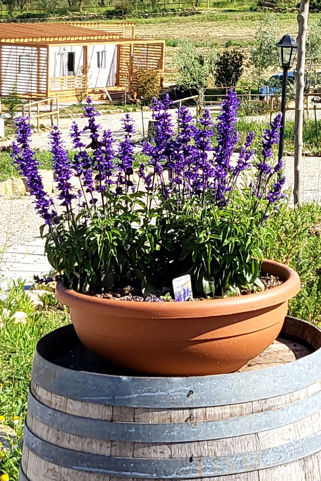 Bungalow Lavanda avec jacuzzi privé à Arezzo - Photo 1