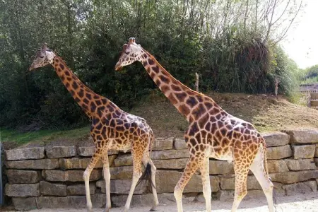 Cottage vue lac Malansac, 2 chambres, 6 personnes : photo 39