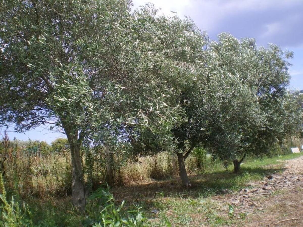 Maison moderne rénovée, 4,5 ha, vue montagne à Agrustos - Photo 9