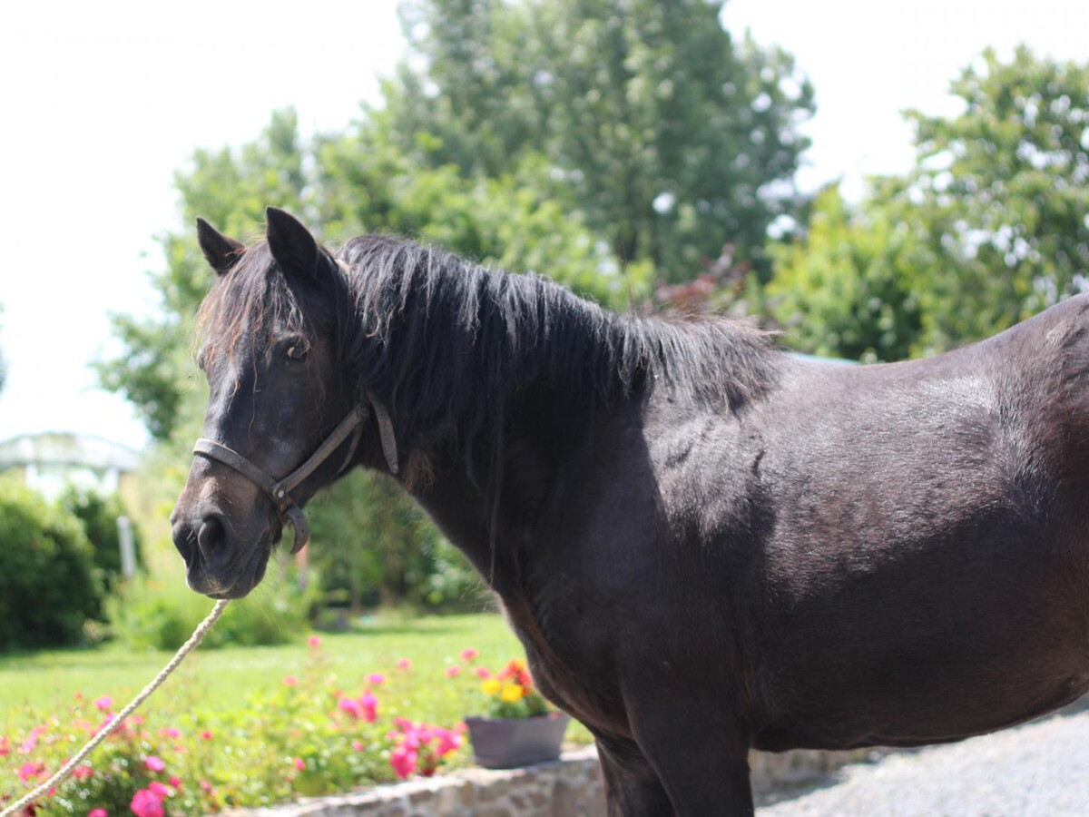Gîte La Sagerie à Cerisy-la-Salle, animaux et nature - Photo 17