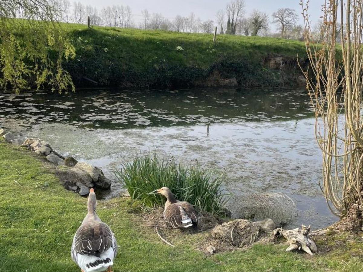 Gîte La Sagerie à Cerisy-la-Salle, animaux et nature - Photo 18