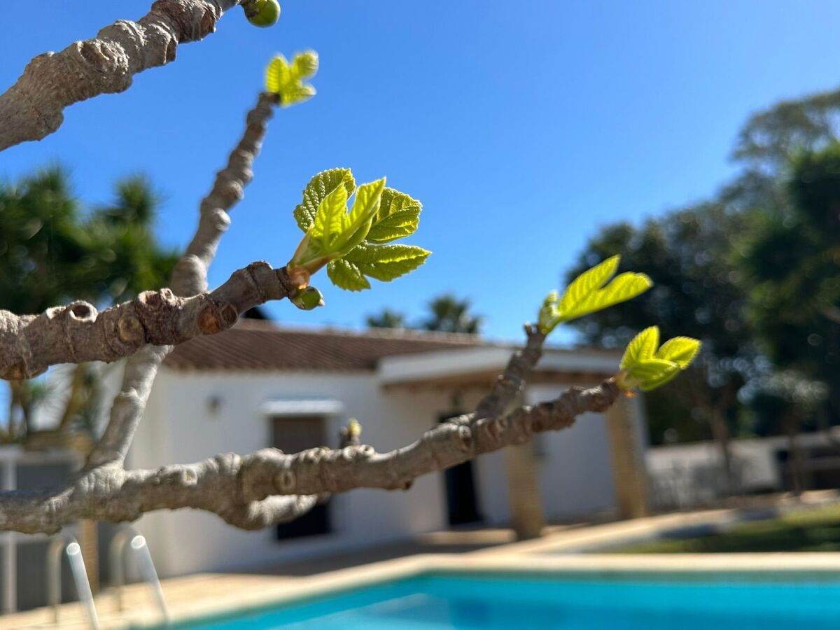 Villa rustique 6 pers., piscine privée à Conil - Photo 11