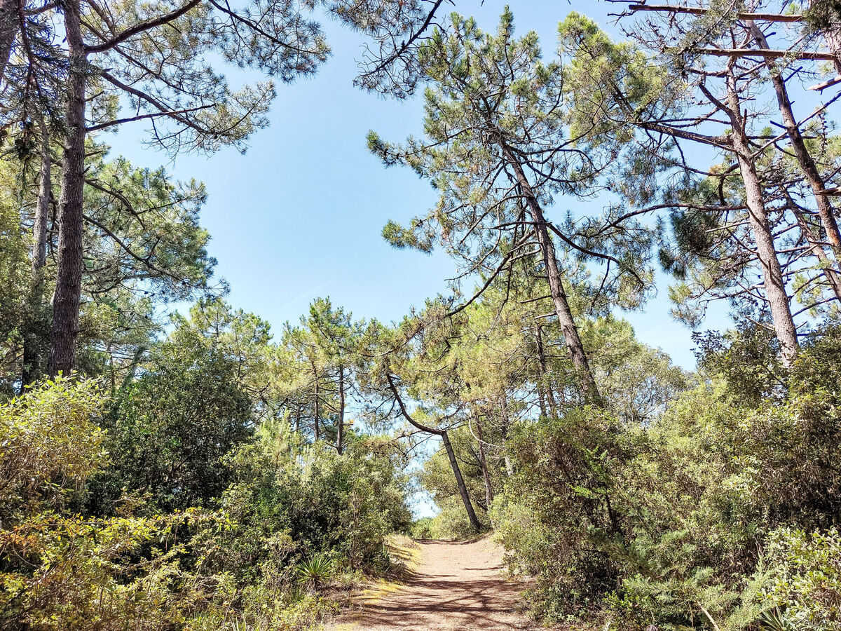 Maison Les Yuccas – 350 m plage, forêt à 10 m, Barbâtre - Photo 16