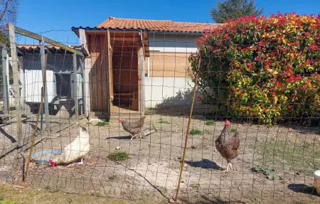 Maison 4 personnes jardin et poules à Meschers-sur-Gironde : photo 11