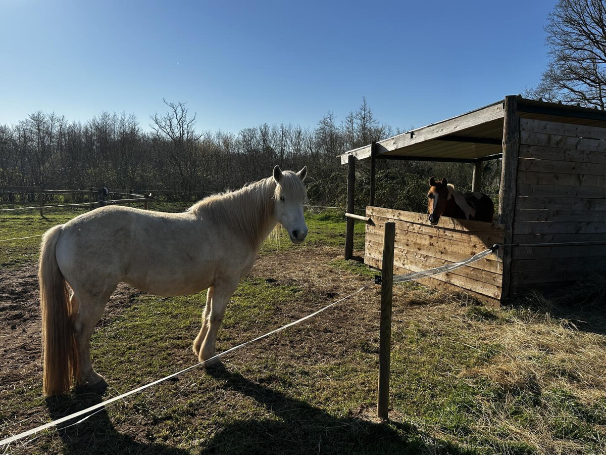 Gîte La Hulotte – Ancienne ferme rénovée, 4 pers. - Photo 26