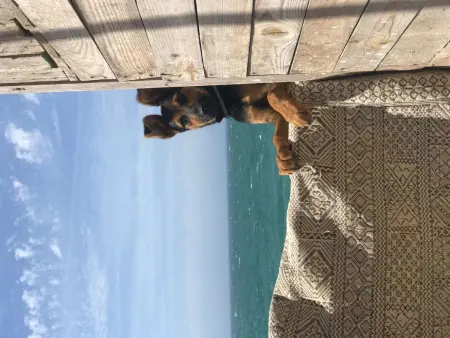 Hütte Fischerhütte avec terrasse à 5 m de la mer, Tamri : photo 42