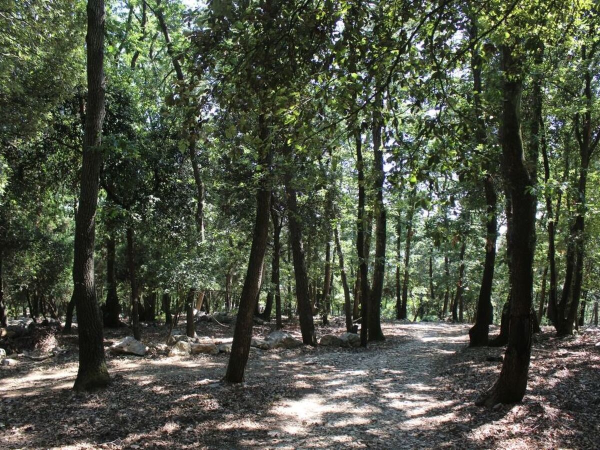 Mago in Ameglia – Maison pierre isolée dans les bois - Photo 6