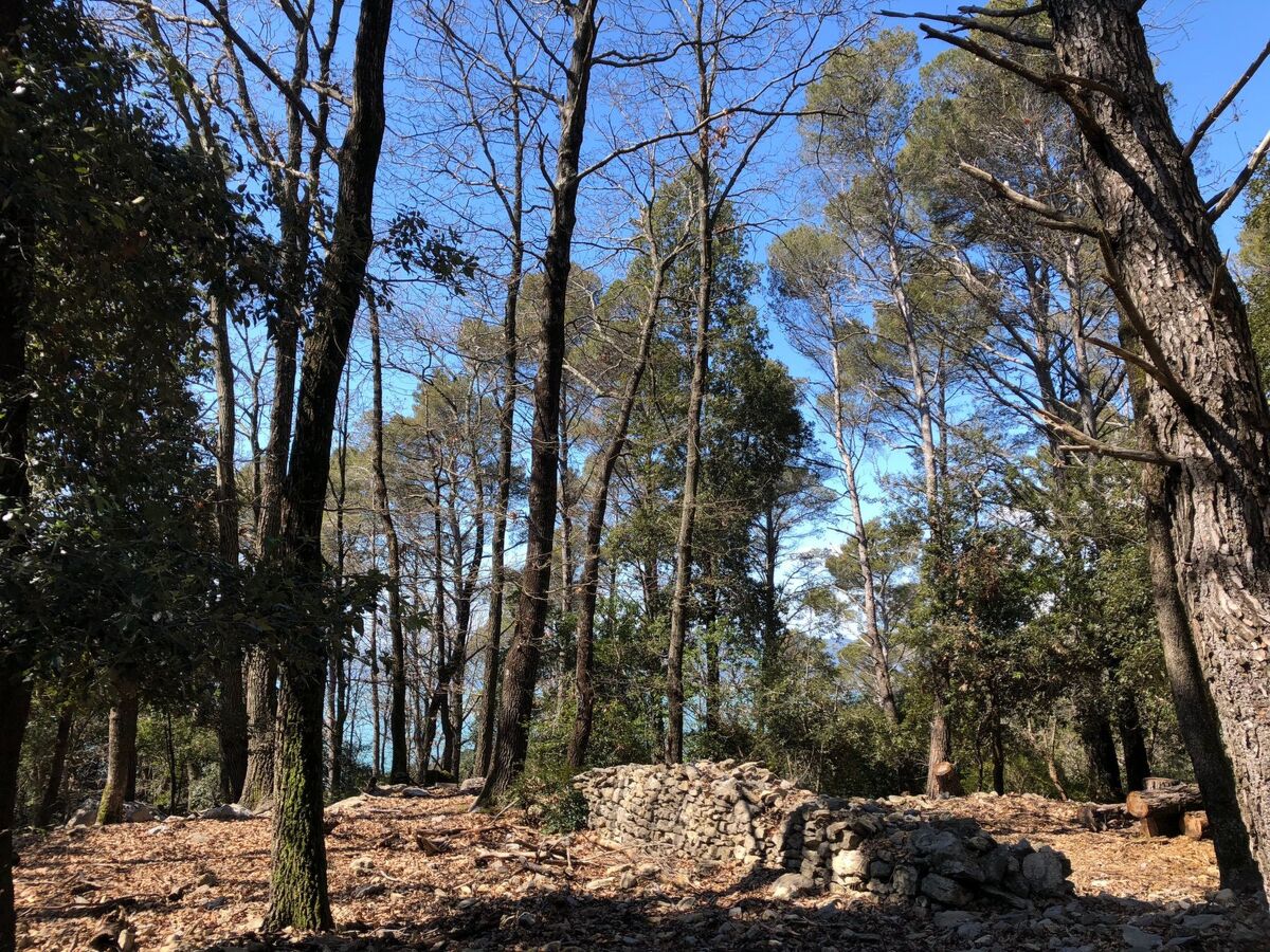 Mago in Ameglia – Maison pierre isolée dans les bois - Photo 8