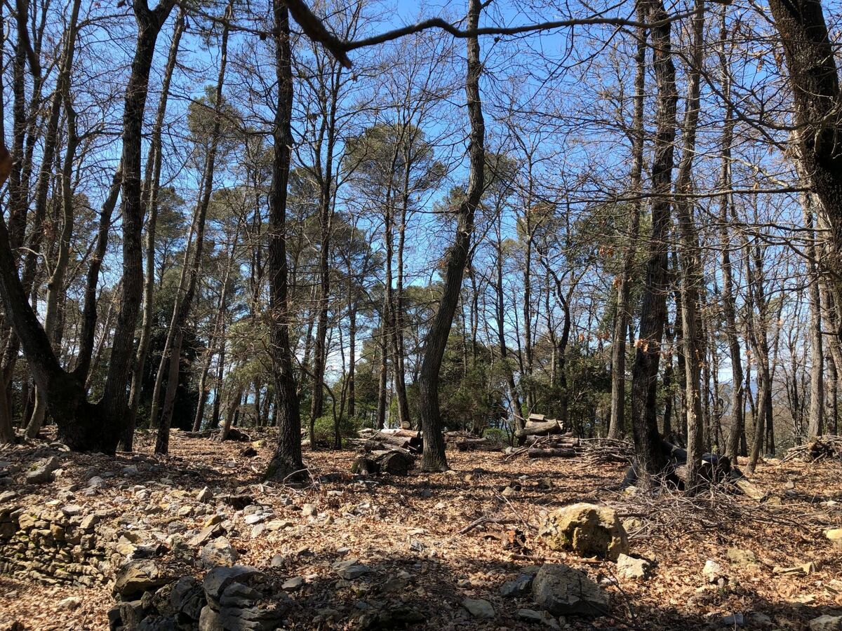Mago in Ameglia – Maison pierre isolée dans les bois - Photo 12