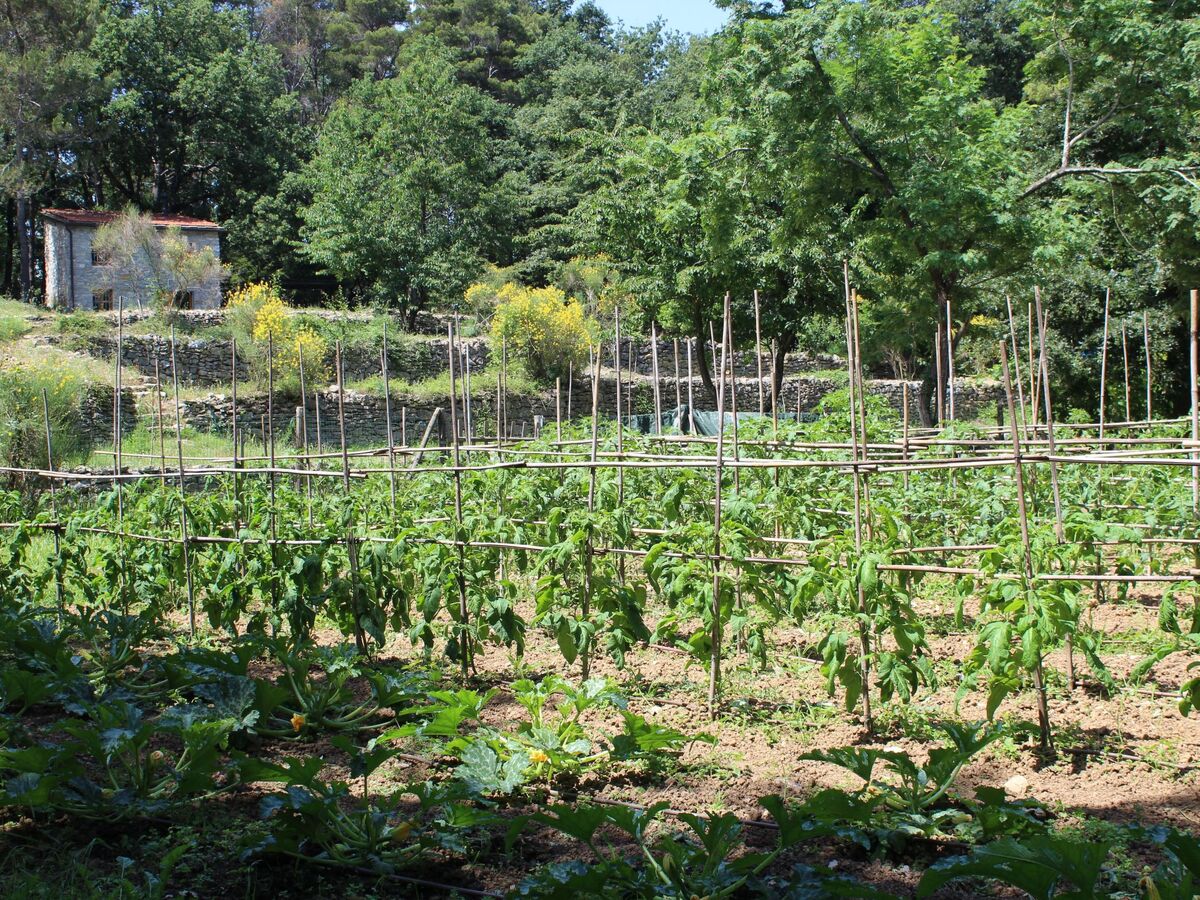 Mago in Ameglia – Maison pierre isolée dans les bois - Photo 47