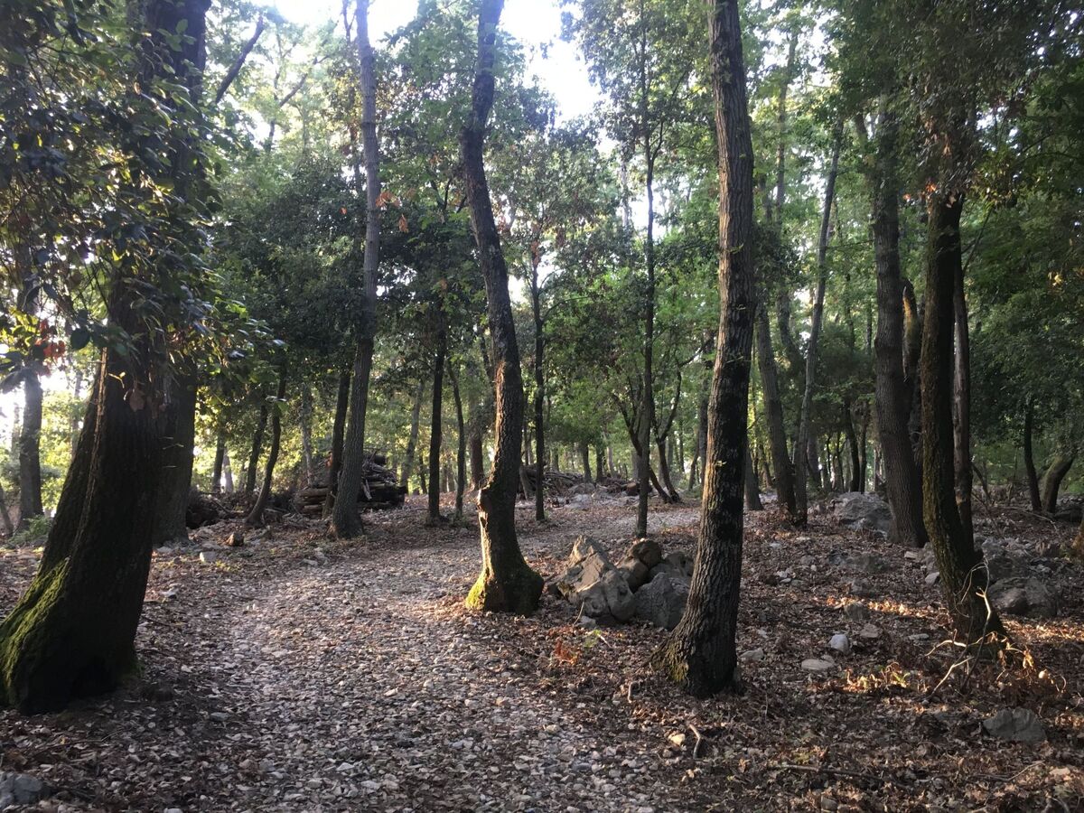 Villa Zypressen : maison en forêt avec piscine à Ameglia - Photo 42