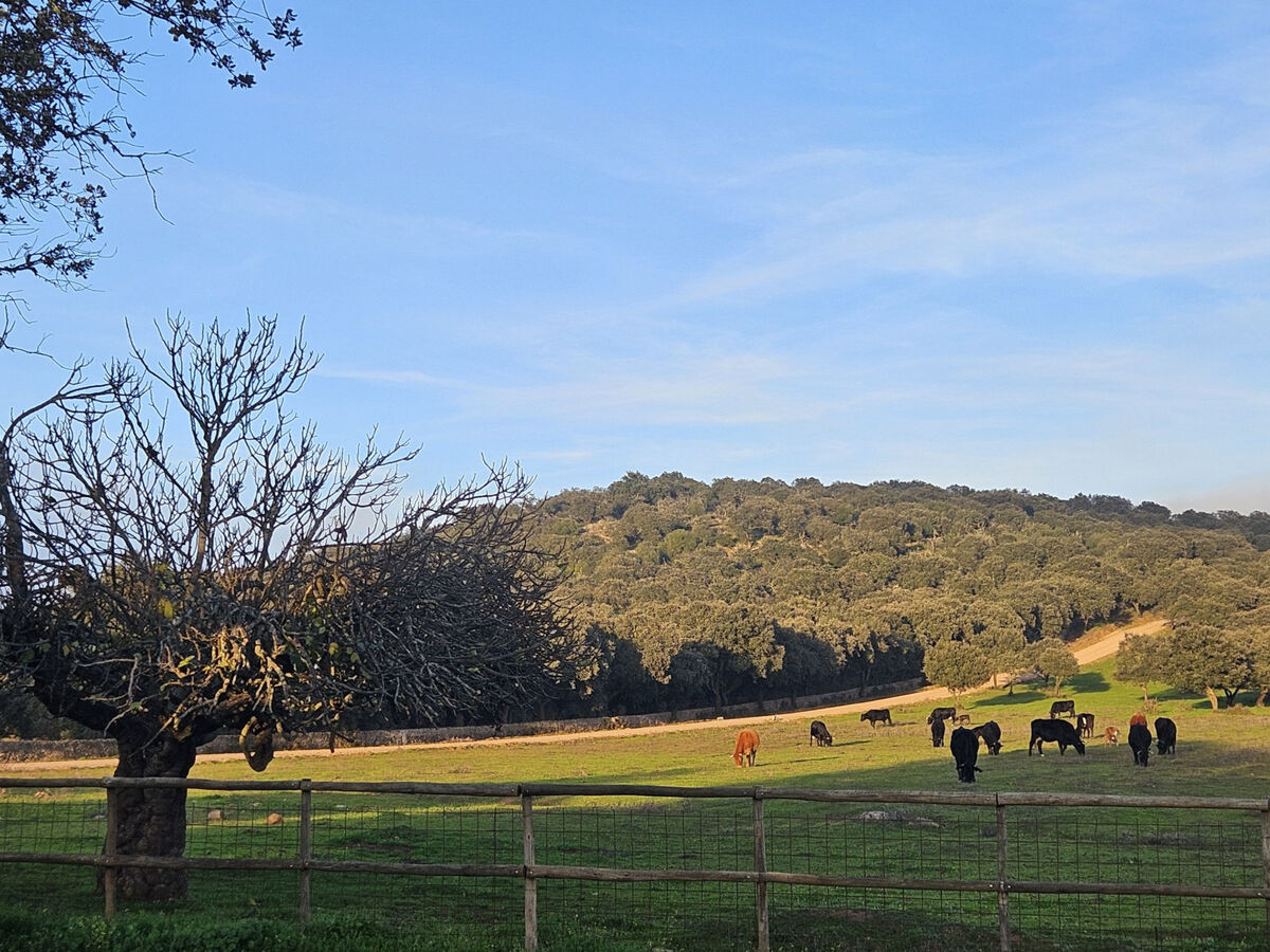 Finca El Alamo – Maison 6 ch, piscine, 12 pers - Photo 8