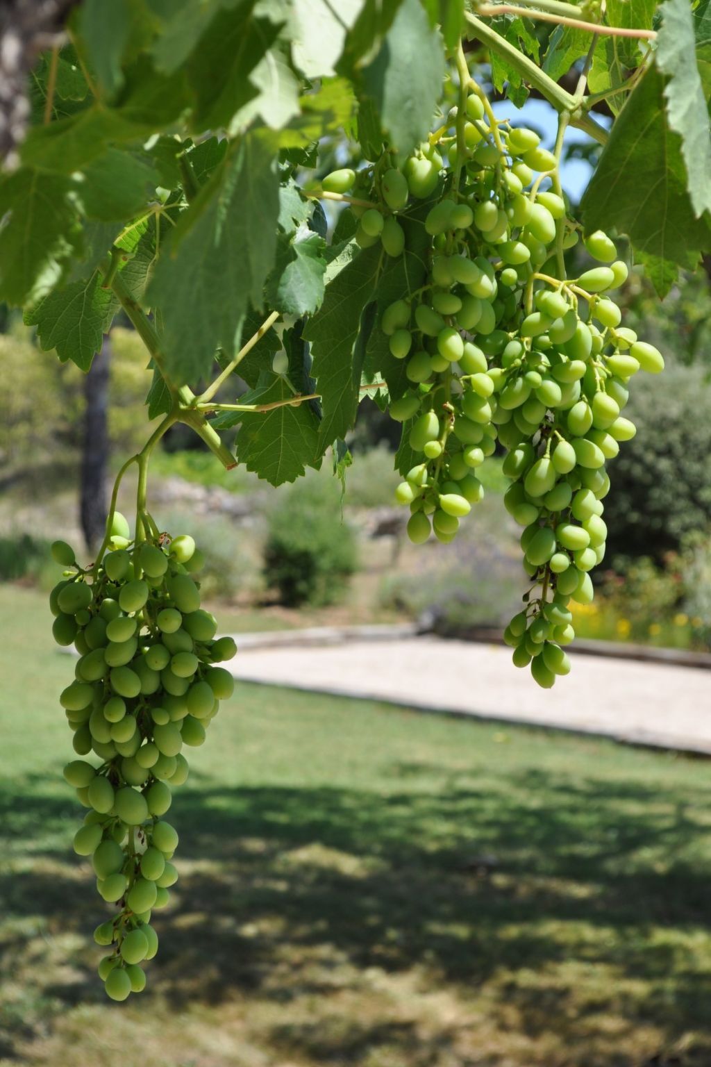 Mas provençal Les 2 Palmiers – piscine 10×5 m, vignes, Carcès - Photo 24