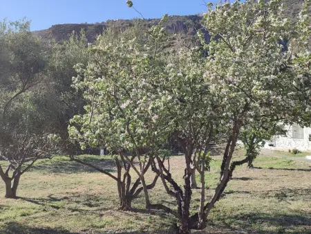 Cortijo AguaChá, maison andalouse avec piscine : photo 34
