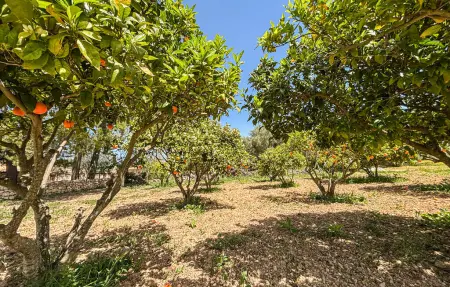 Can Mayol, finca majorquine 12 pers. avec piscine : photo 16