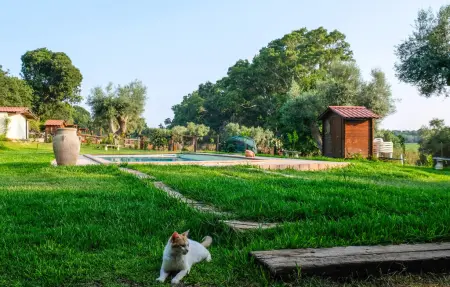 Maison avec piscine et jardin d'oliviers à Siracusa : photo 8