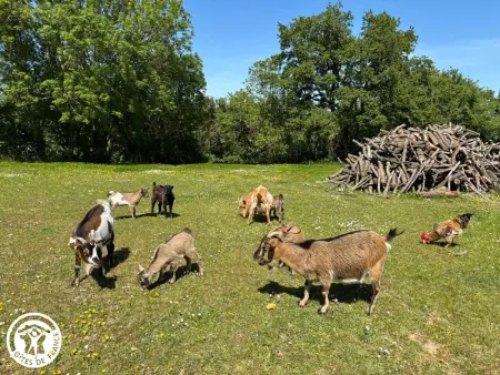 Gîte en forêt vendéenne avec vue sur les animaux : photo 5