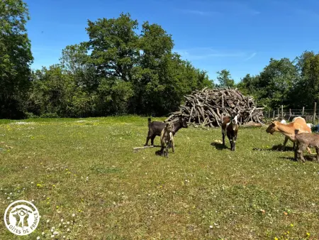 Gîte en forêt vendéenne avec vue sur les animaux : photo 21